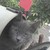 :iconmiumiu200: