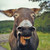 :iconmixedgold98: