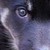 :iconmixtehwolf: