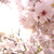 :iconmiyakokagamine: