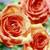 :iconmiz-angelic: