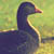:iconmizzzak: