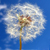 :iconmj-farhadi: