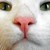 :iconmjdns: