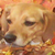 :iconmjlover817:
