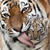 :iconmjv-photo:
