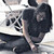 :iconmjxkiwi: