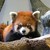 :iconmjzoogirl: