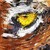 :iconmknol: