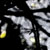 :iconmlight: