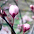 :iconmlle-b: