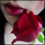 :iconmlle-kaeru: