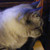 :iconmme-gerhardt: