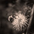 :iconmo-nightshade: