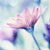 :iconmobd3h: