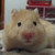 :iconmochakat: