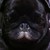 :iconmockingjay199:
