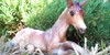 :iconmodelhorseshowers: