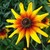 :iconmojoflower: