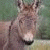 :iconmollys-a-equine-luvr: