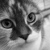 :iconmolocoplus: