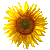 :iconmoluccella: