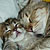 :iconmomcatz: