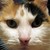 :iconmomentscatcher: