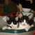 :iconmomiecat: