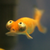 :iconmomijizukamori: