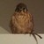 :iconmomohawk009: