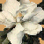 :iconmomokuren: