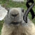 Momotte2 :iconmomotte2: