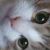 :iconmona700:
