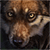 :iconmondewolf: