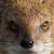 :iconmongoosbox: