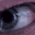 :iconmonkey-emperor: