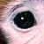 :iconmonkey-muffin:
