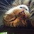 :iconmonkey100132: