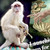 :iconmonkeybrushnet: