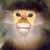 :iconmonkeyrapist65: