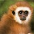 :iconmonkeyrapistreturns: