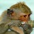 :iconmonkeywithagrenade: