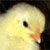 :iconmonokkeli: