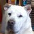 :iconmonsieurlekagour: