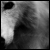 :iconmonsterx3: