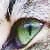 :iconmontanaftw: