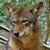 :iconmoof-the-morfin: