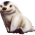 :iconmoofiak: