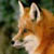 :iconmoofingham: